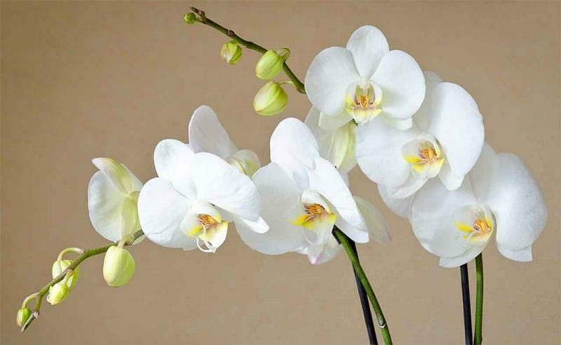 kaip prižiūrėti orchidėjas