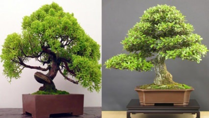 Kaip auginti bonsų medį? Kaip prižiūrėti bonsai medį Bonsai medžio bruožai 