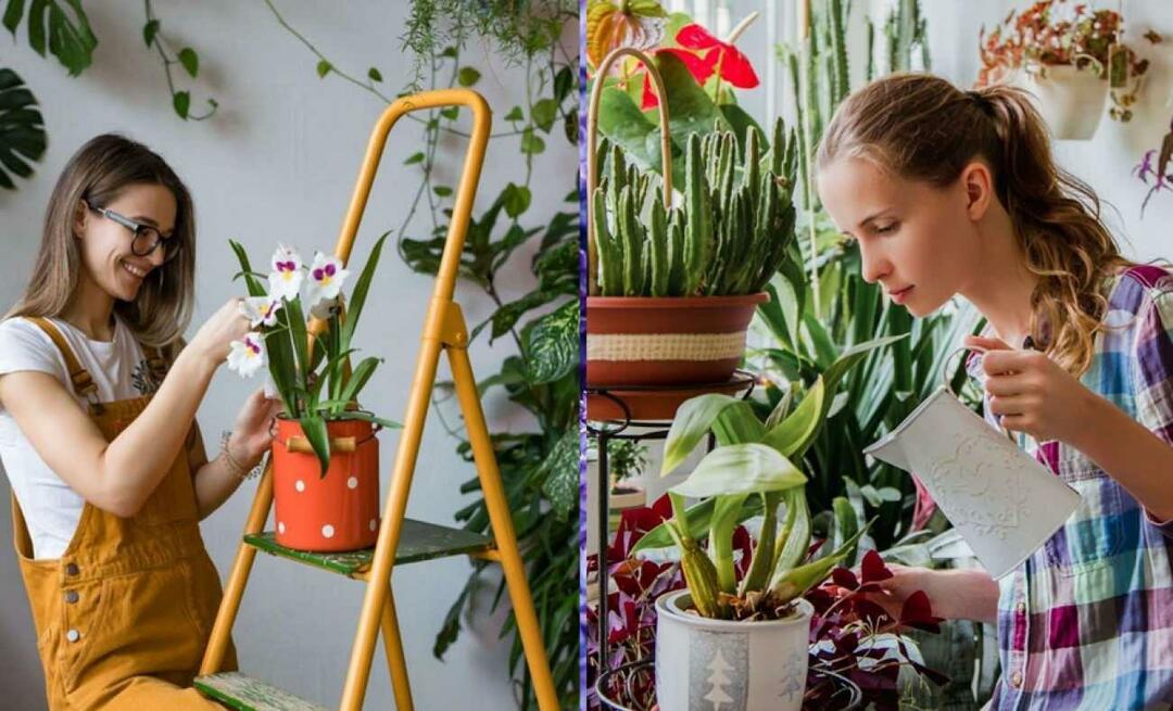 Kokios yra lapkričio gėlės? Gėlių naudojimas rudens sezono namų dekoravimui