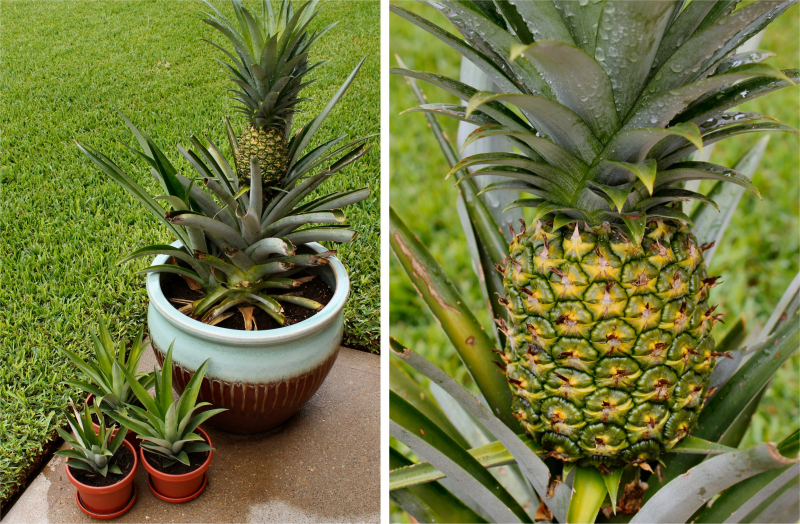 Kaip auginti ananasus namuose? Kaip atliekamas ananasų įsišaknijimas?