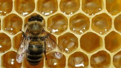 Kur naudojamas bičių nuodai? Kuo naudingi bičių nuodai? Kokioms ligoms tinka bičių nuodai?