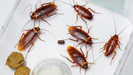 Kaip gydyti tarakonus namuose Kaip sunaikinti tarakonus