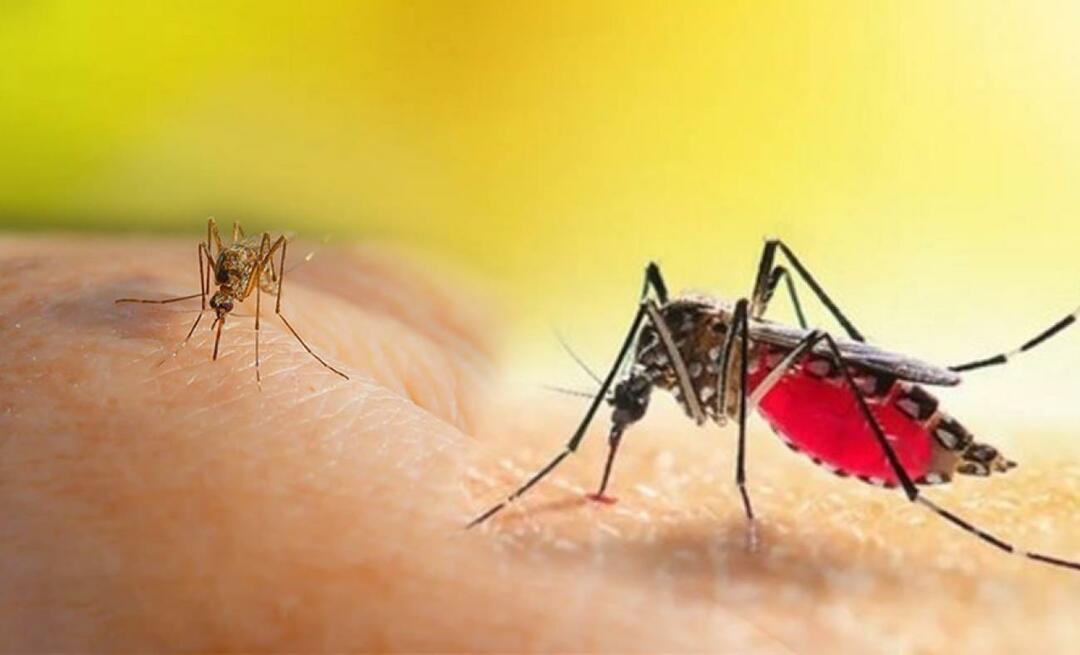 Kokie yra Aedes uodo įkandimo simptomai? Kaip išvengti Aedes uodo įkandimo?