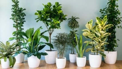 8 augalai, kuriuos lengva prižiūrėti