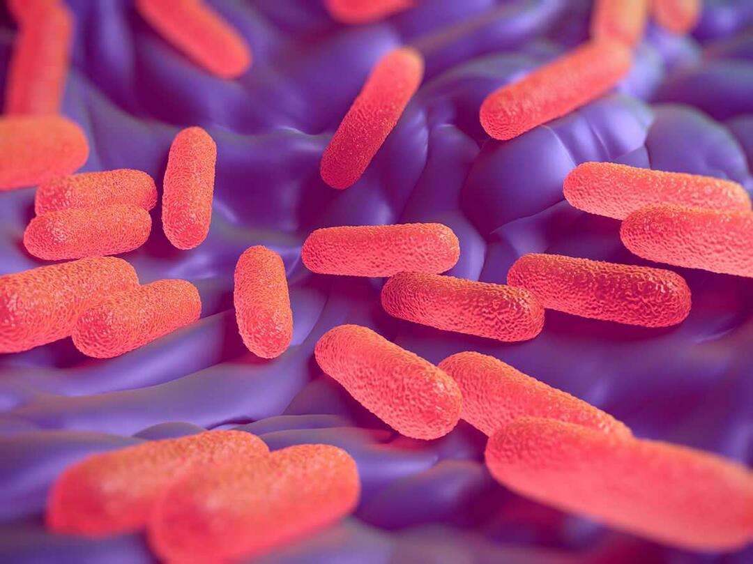 Kas yra Salmonella bakterija? Kokie yra salmonelių simptomai?