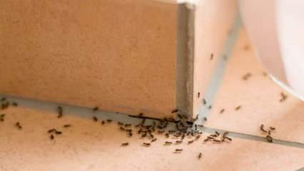 Veiksmingas skruzdžių pašalinimo būdas namuose! Kaip skruzdėles galima sunaikinti neužmušant? 