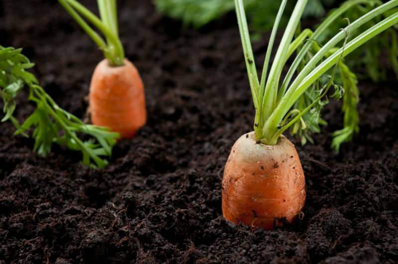 Kaip namuose auginti morkas vazonuose? Morkų auginimo būdai vazonuose