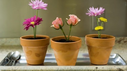 Gėlės, kurias reikia prižiūrėti namuose pavasario sezono metu