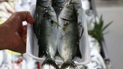 Kaip valyti melsvąsias žuvis? Kokie yra melsvųjų žuvų pašalinimo metodai?