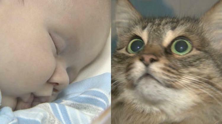 Benamė katė išgelbėjo kūdikio gyvybę!