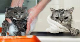 Ar katės prausiasi? Kaip plauti kates? Ar kenksminga maudyti kates?