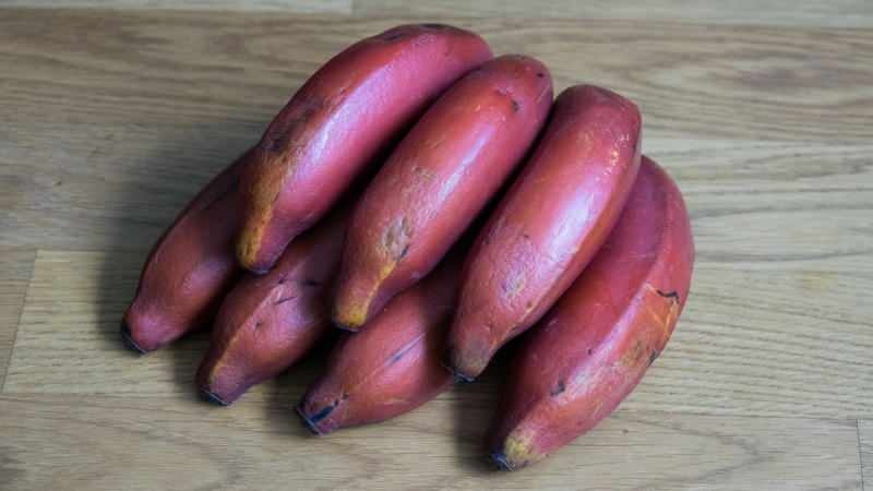 raudoni bananai bręstant tampa violetiniai