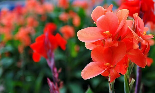 Gladiolių gėlių priežiūra 