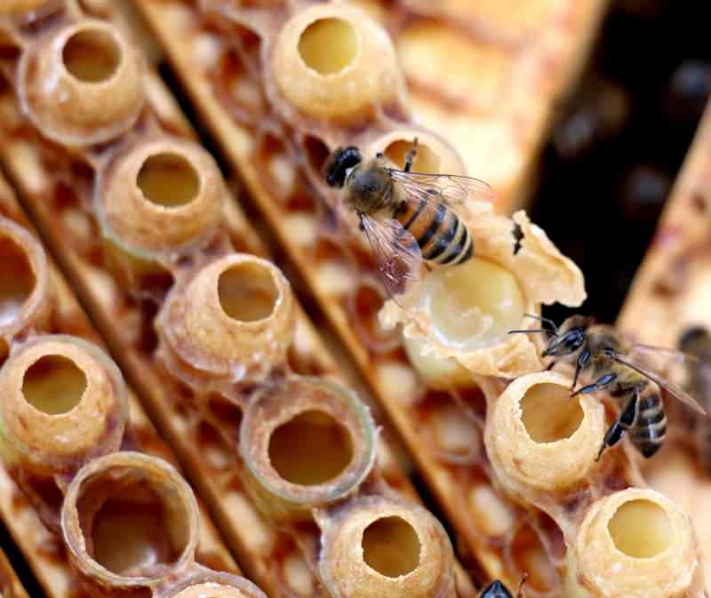 Bičių pienelis yra efektyviausias vitaminų ir mineralų šaltinis gamtoje.