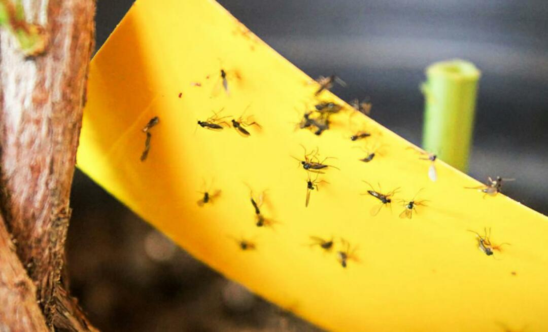 Galutinis sprendimas nuo vabzdžių namuose! Kaip namuose neleisti skraidinti mažų muselių?