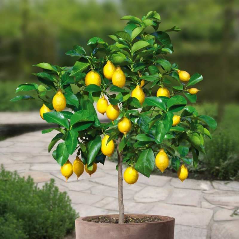 Kaip namuose auginti citrinas vazonuose? Citrinų auginimo ir priežiūros patarimai