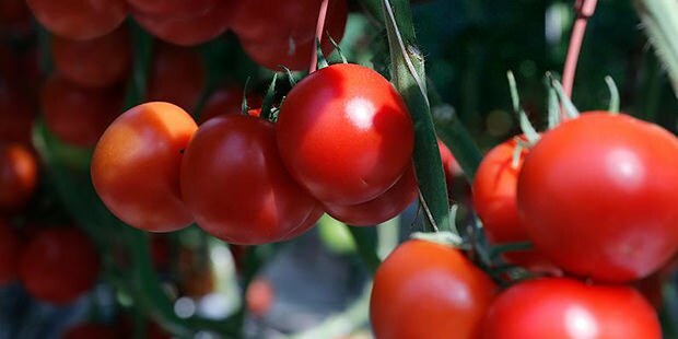 Ar pomidorai naudingi odai?