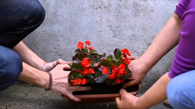 Kaip pasodinti gėlę į vazoną? Kaip genėti gėlę?