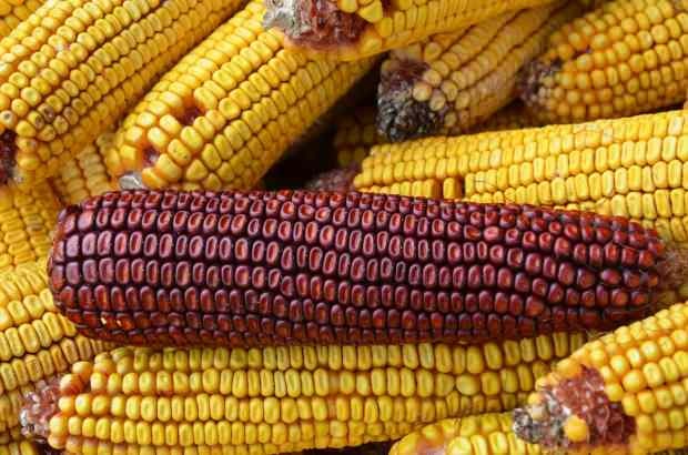 kukurūzai sukelia alergiją
