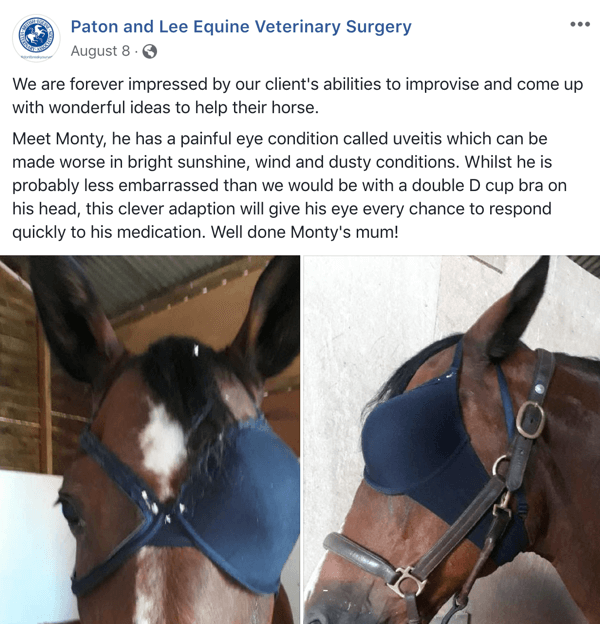 „Facebook“ įrašo su UGC iš Paton ir Lee arklių veterinarijos chirurgijos pavyzdys.