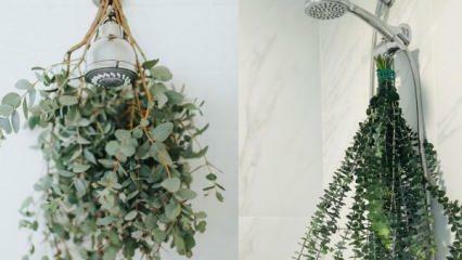 Kaip pakabinti eukaliptą duše? Eukalipto panaudojimo būdai vonios dekoravimui!