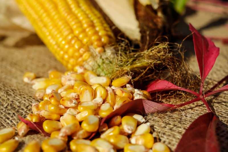 Kaip kukurūzai laikomi? Kaip paruošti žieminius kukurūzus