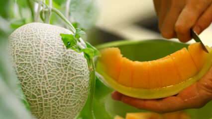 Kaip išsirinkti lengviausią melioną? Svarbiausia pasirinkti tokius saldžius melionus kaip medus