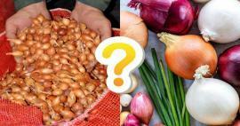 Ar vietoj askaloninių česnakų galima naudoti džiovintus svogūnus? Štai atsakymas 