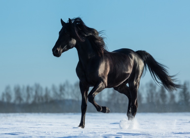 Kaip sapne pasakyti arklys? Kokia prasmė sapne pamatyti žirgą?