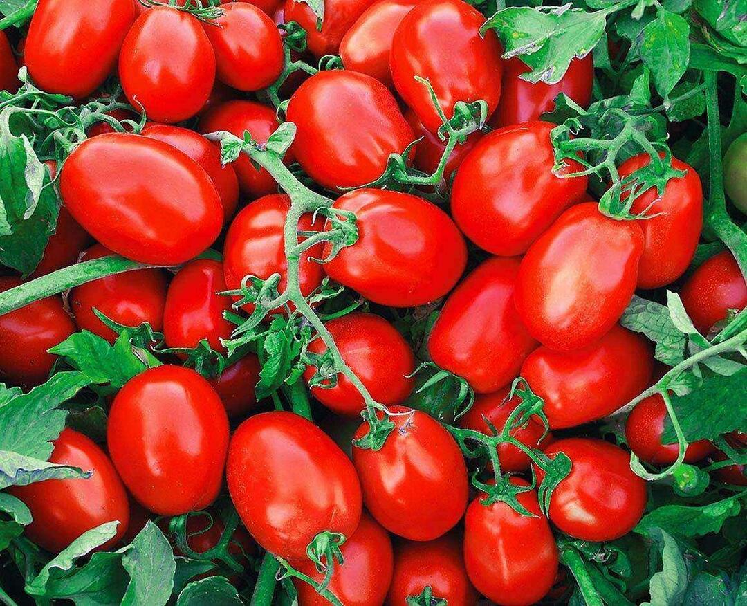 Kaip išsirinkti konservuotus pomidorus