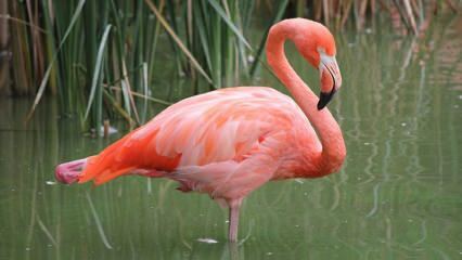 Adana tapo „Pink Flamingos“ namais!