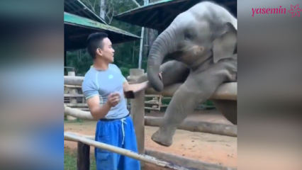 Tos akimirkos tarp dramblio ir jo laikytojo!
