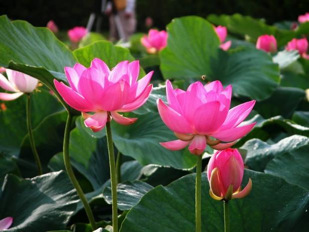lotoso gėlių pranašumai
