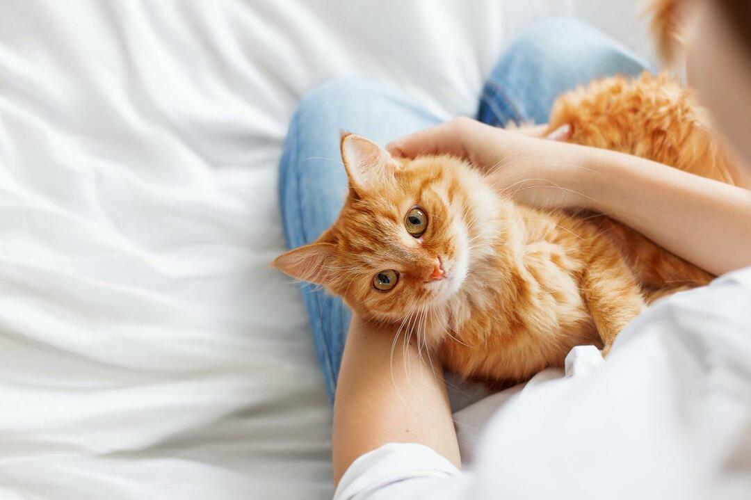 Kaip žinoti, ar katės laimingos? Ar mano katė mane myli? Kačių judesių prasmė