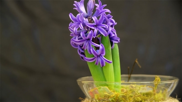 Kaip užauginti hiacinto gėlę Kaip dauginti hiacinto gėles?