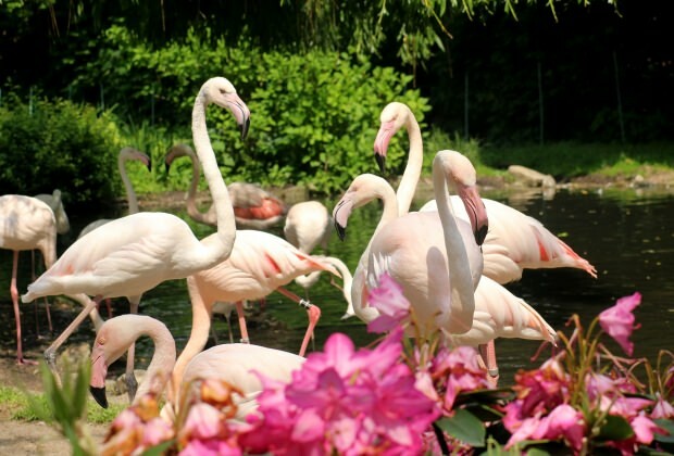 Ką veikti Flamingoköy?