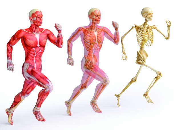 Cinkas yra būtinas stipriai raumenų ir kaulų struktūrai
