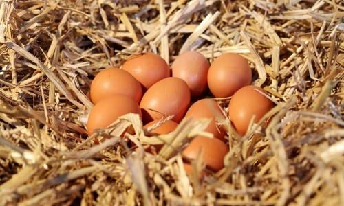 Kaip suprasti ekologiškus kiaušinius?