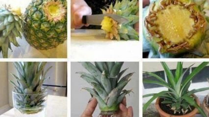 Kaip auginti ananasus namuose?