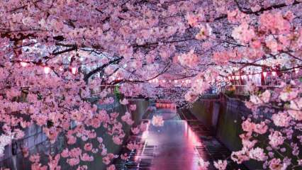 Ką reiškia Sakura? Nežinomos sakura gėlės savybės
