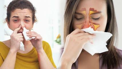Kas yra naudinga nosies užgulimui? Nosies užgulimo sprendimas be vaistų!