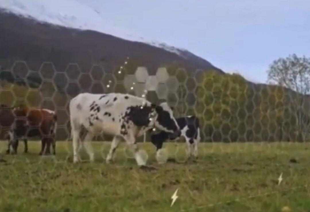 Virtuali tvora pradėta bandyti su gyvūnais