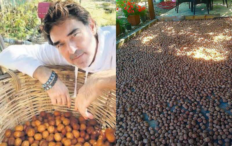 Burakas Hakkı graikinių riešutų derlių pradėjo savo ūkyje!