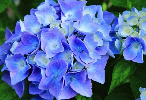 Mėlynoji hortenzija