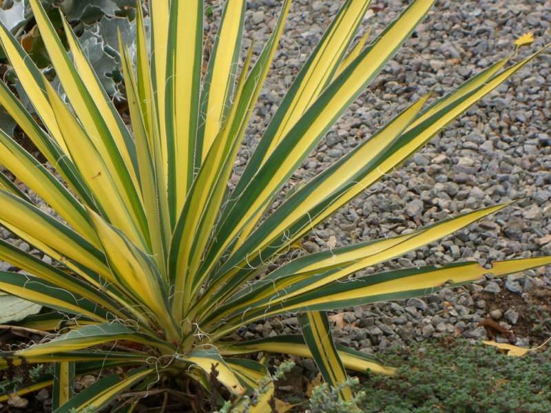 Yucca priežiūros triukai! Kaip namuose pasirūpinti jucca gėle?