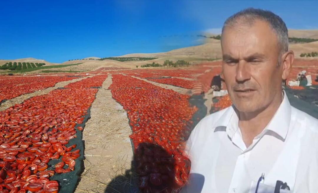 Pomidorų derlius džiovinimui prasidėjo Malatijoje!