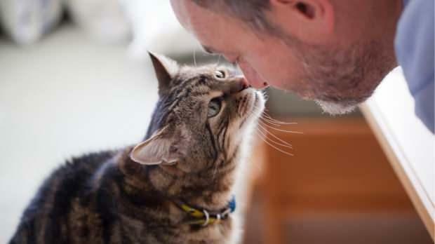 Kaip katės parodo savo meilę