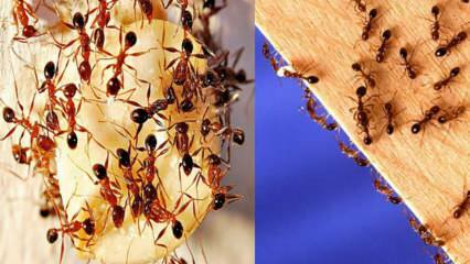 Kaip sunaikinti skruzdes namuose? Ką daryti, norint atsikratyti skruzdžių, efektyviausias metodas