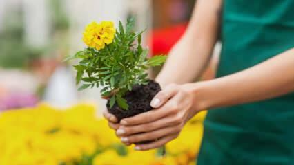 Augalų auginimo namuose priežastys? Ar žalinga auginti gėles namuose?