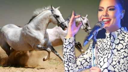 Paskelbtas dainininko Ebru Gündešo milijono arklio likimas!